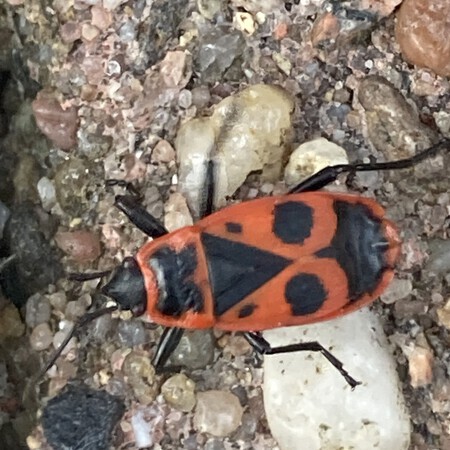 Vuurwants uit eigen tuin