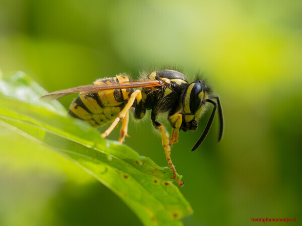 Monsterlijk mooie wesp op blad