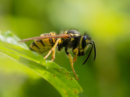 Monsterlijk mooie wesp op blad