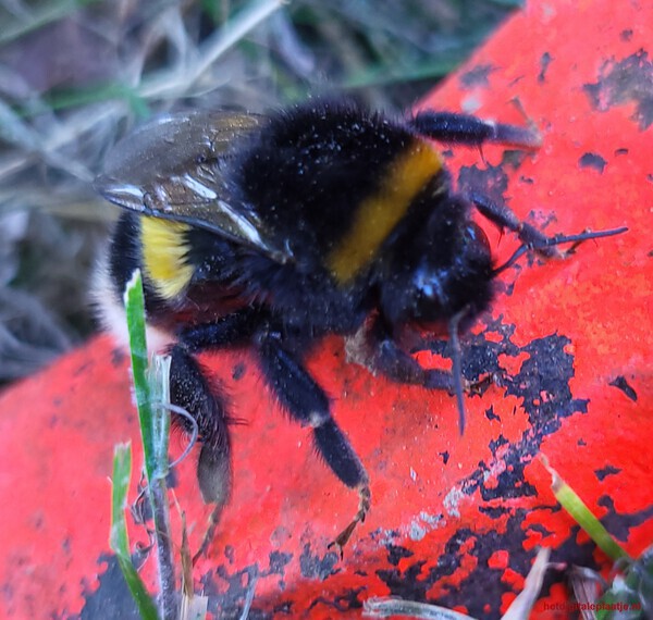 Hommel