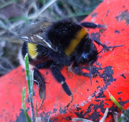 Hommel