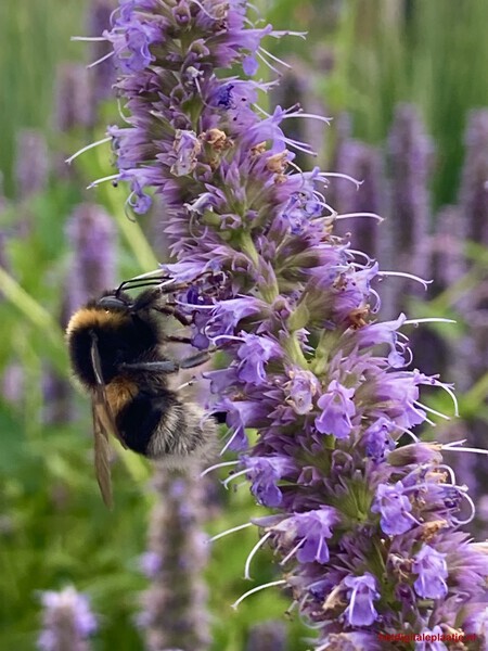 Bzzzzz