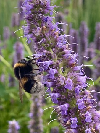 Bzzzzz