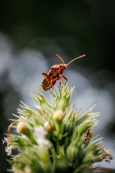 Red Legged Shieldbug Nymf
