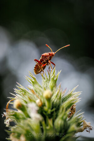 Red Legged Shieldbug Nymf