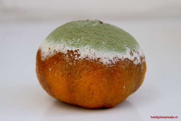 Naturel kleurenpalet