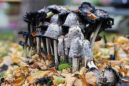 Het seizoen van de vergankelijkheid