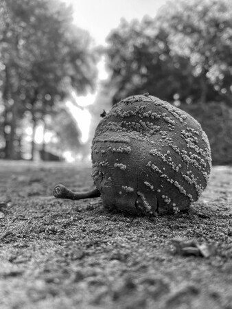 De appel valt niet ver van de boom?