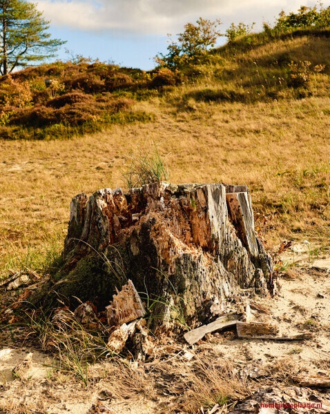 eens was het een prachtige denneboom