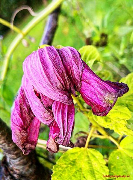 de roze mantel van de vergankelijkheid