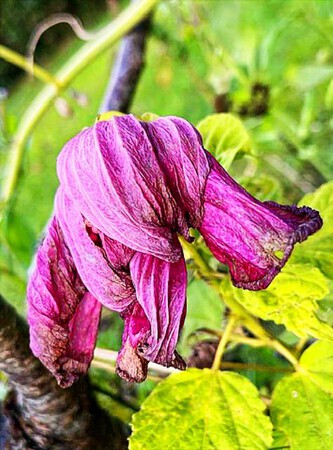 de roze mantel van de vergankelijkheid