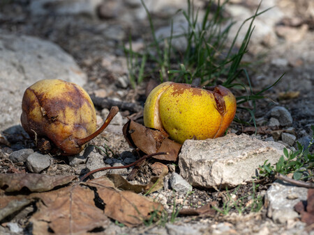 Overrijp fruit in de natuur