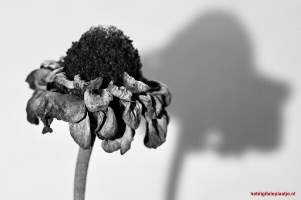 “ Verwelkte bloem”