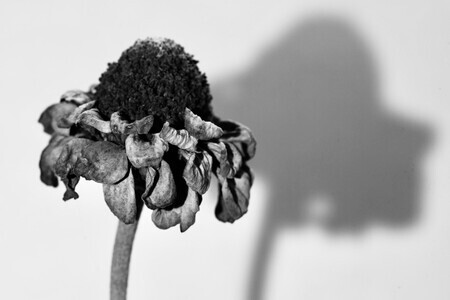 “ Verwelkte bloem”