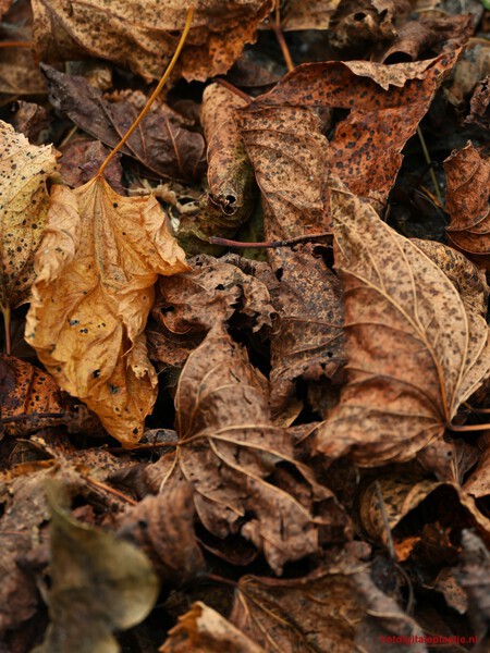 Geen groen dit seizoen