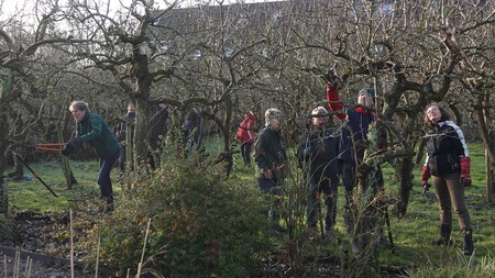 Beginpunt van een rijke perenoggst is snoeien in januari