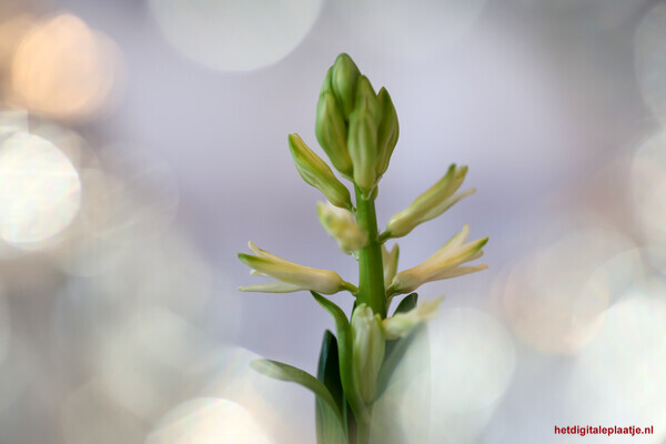 Beginpunt, lente, frisse start, bloei, nieuw leven