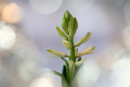 Beginpunt, lente, frisse start, bloei, nieuw leven