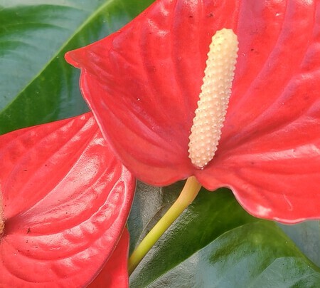 Anthurium