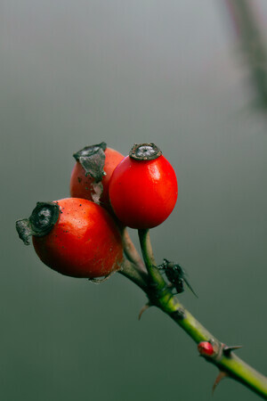 Drie Rozebottels en een vlieg.