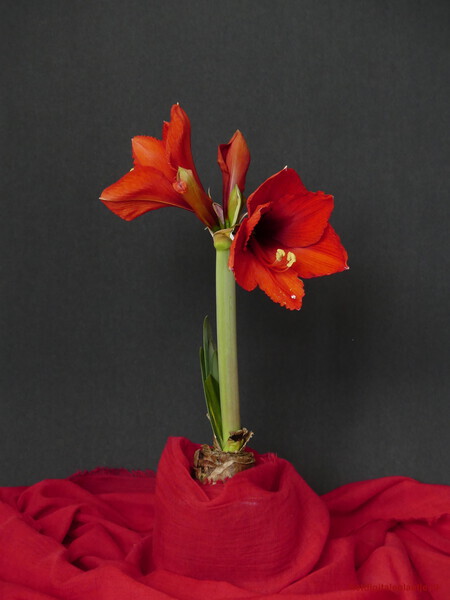 Amaryllis, die eindelijk uitgekomen is.