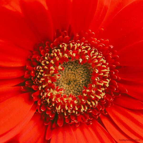 Het hart van de bloem