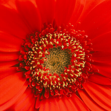 Het hart van de bloem