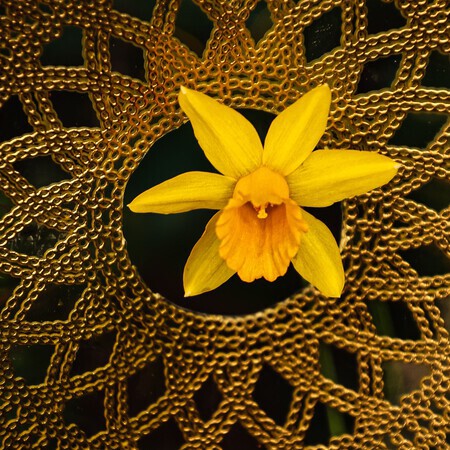 narcis met gouden randje