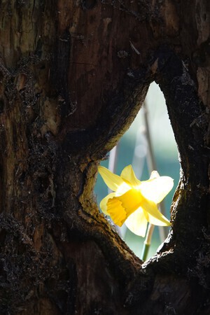 Narcis door het oog van de boom