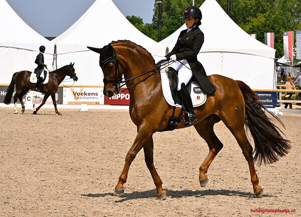dressuur  azelhof lier