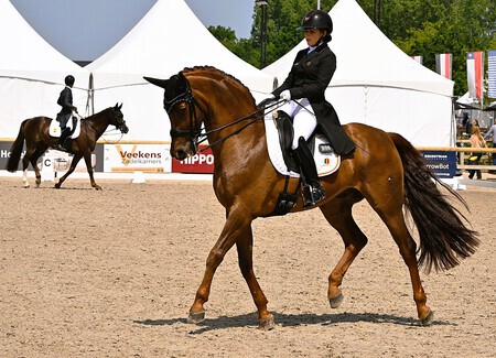 dressuur  azelhof lier