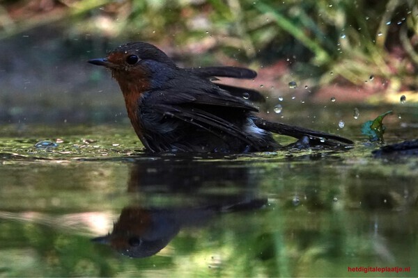 Roodborst neemt een bad