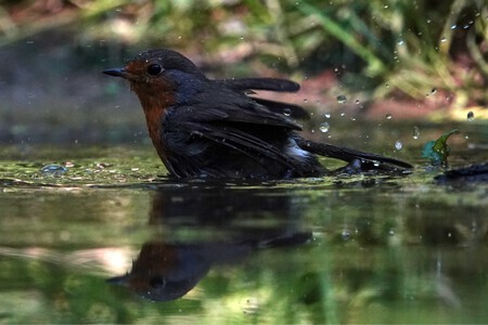 Roodborst neemt een bad