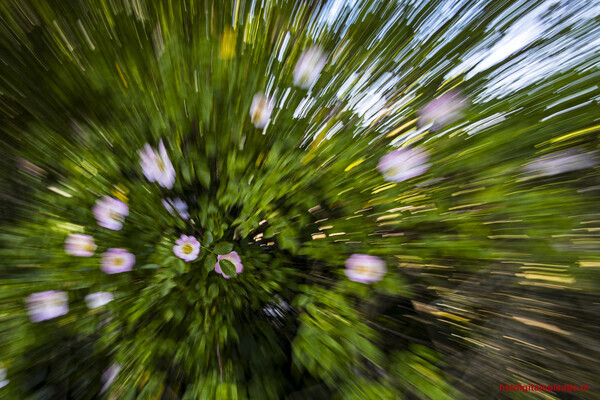Bloemen pret