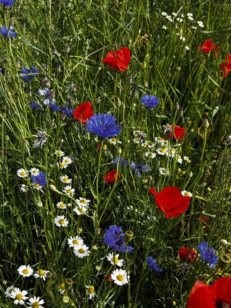 Rood-wit-blauw veldboeket