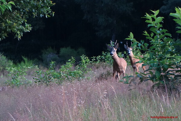 Oh deer