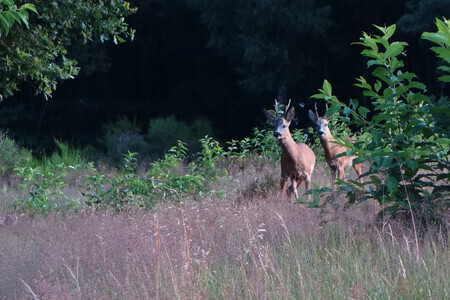 Oh deer