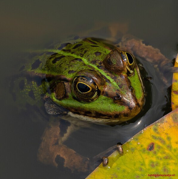 Groene kikker