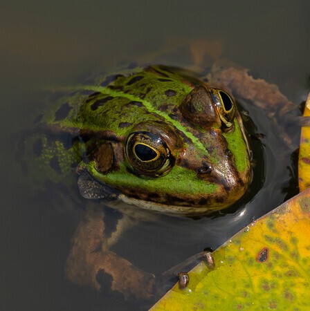 Groene kikker