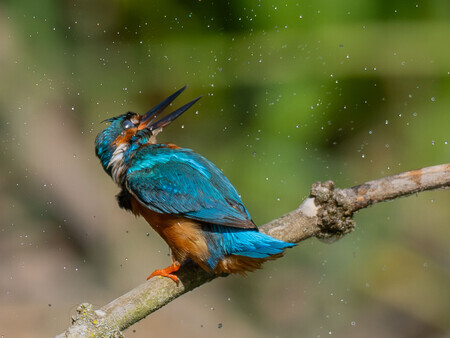 IJsvogel net uit het water