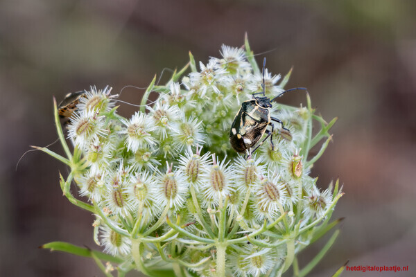 Micro wildlife