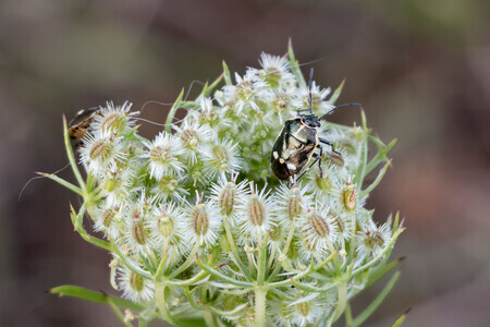 Micro wildlife