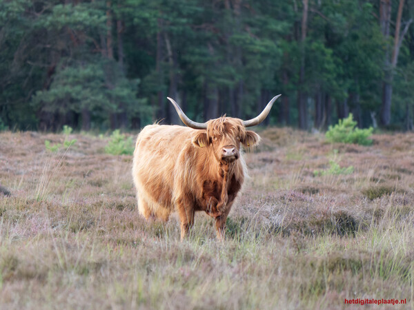 Schotse Hooglander op de Westerheide