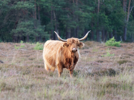 Schotse Hooglander op de Westerheide