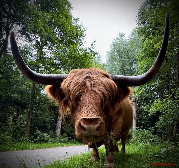 Big but harmless.
