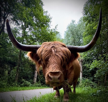Big but harmless.