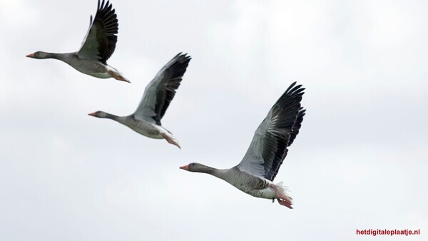 Wildlife in formatie