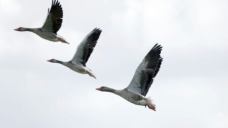 Wildlife in formatie