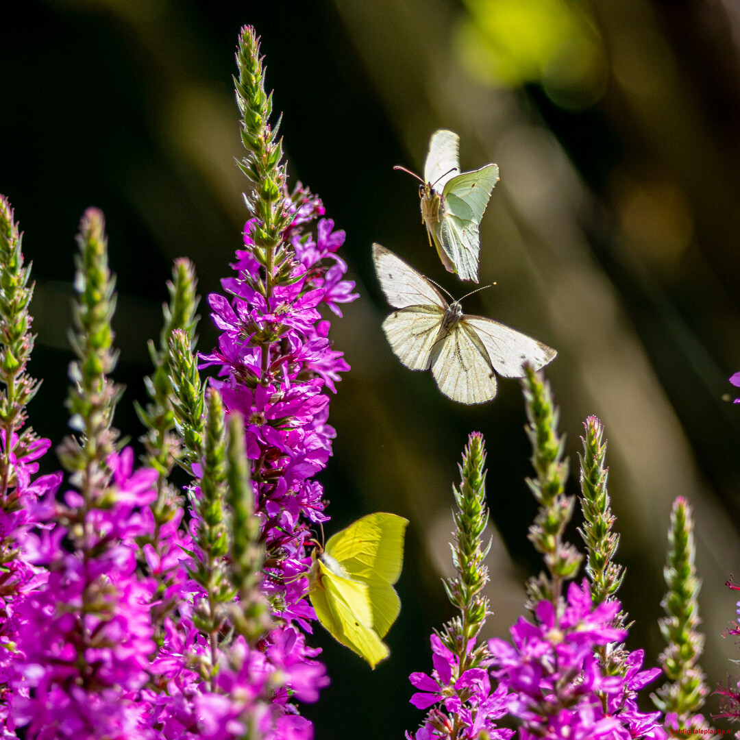 dansende vlinders in het zonlicht