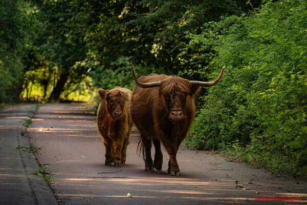 Hooglanders in Harmonie